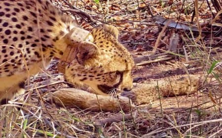 कूनों में बढ़ा चीतों का कुनबा... मुखी ने पांच शावकों को दिया जन्म