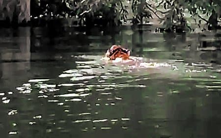 देनवा नदी तैरकर एसटीआर कोर क्षेत्र मढ़ई पहुंची बाघिन