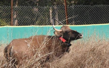 बांधवगढ़ टाइगर रिजर्व... एक नर और पांच मादा गौर को सुरक्षित छोड़ा