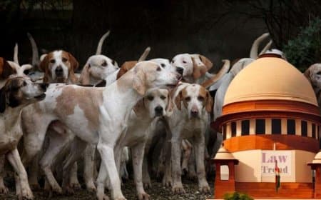कुत्ता प्रेमियों को सुप्रीम झटका... देशभर की सड़कों से हटेंगे आवारा कुत्ते... एंटी रेबीज वैक्सीन उपलब्ध कराएं राज्य कुत्ता प्रेमियों को सुप्रीम झटका... देशभर की सड़कों से हटेंगे आवारा कुत्ते... एंटी रेबीज वैक्सीन उपलब्ध कराएं राज्य