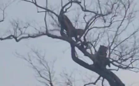 दो युवा लेपर्ड पेड़ की चोटी पर शिकार करने की कसरत करते देखे गए