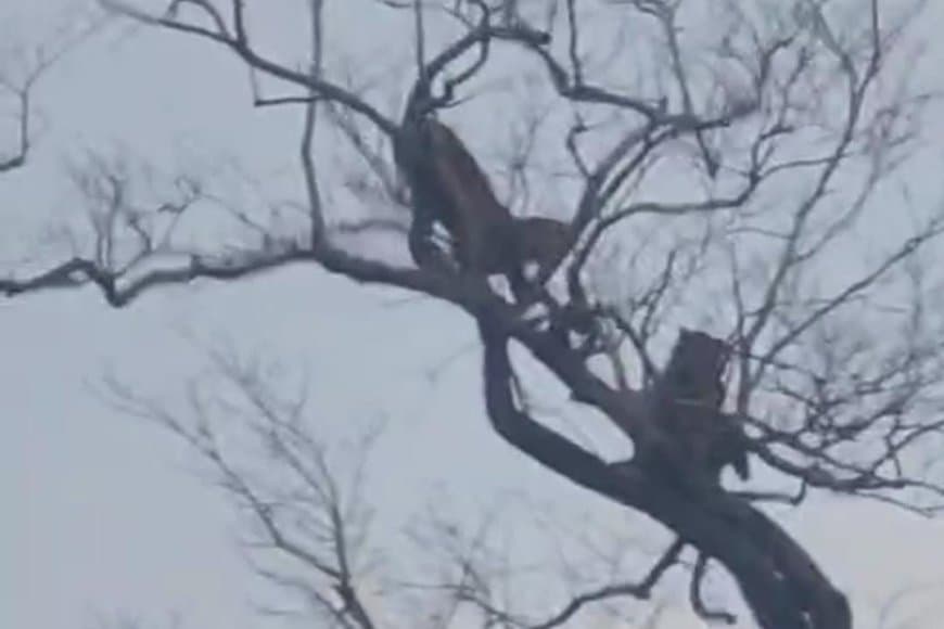 दो युवा लेपर्ड पेड़ की चोटी पर शिकार करने की कसरत करते देखे गए