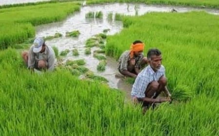 मध्यप्रदेश के 83 लाख अन्नदाताओं को मिली पहचान