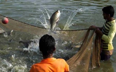 भोपाल में होगा देश का पहला मछली पालन और प्रोसेसिंग क्लस्टर 