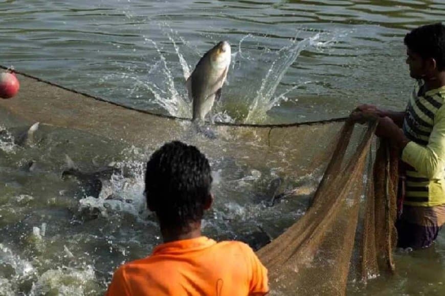 भोपाल में होगा देश का पहला मछली पालन और प्रोसेसिंग क्लस्टर 