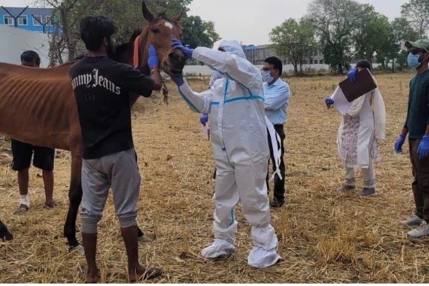 ग्लैंडर्स का खौफ: हैदराबाद से लाए गए घोड़ों में मिला संक्रमण, जबलपुर में 10 की मौत के बाद हाई अलर्ट