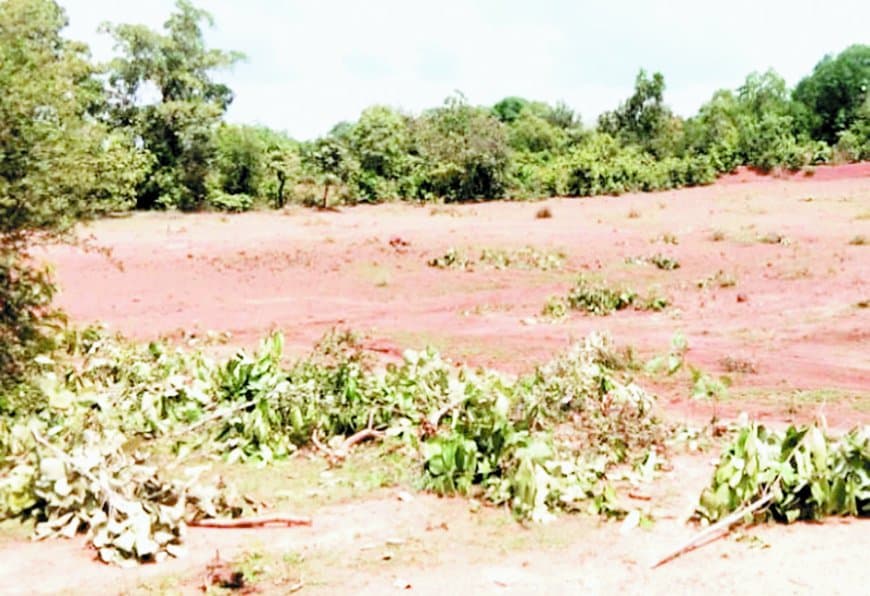 वनाधिकार पट्टे में गई 20 हजार हेक्टेयर जमीन