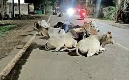 बीच सड़क पर बैठे मवेशियों से दुर्घटनाओं की आशंका