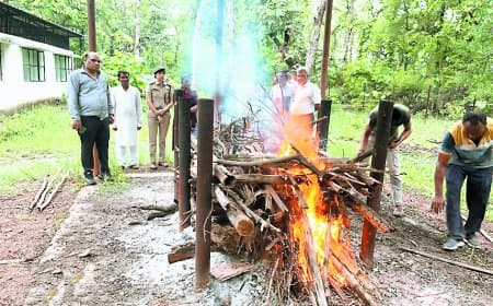 बाघ की मौत: नौ साल बाद भी नहीं लिया सबक
