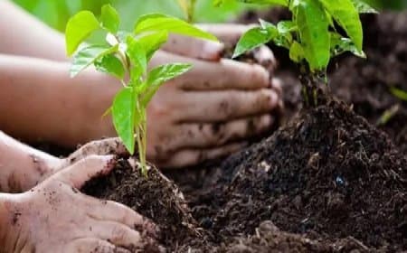 मध्यप्रदेश के 16 जिले...1000 एकड़ भूमि पर होगा पौधरोपण
