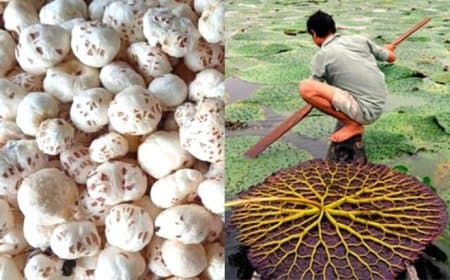किसानों के आएंगे अच्छे दिन... मध्यप्रदेश में भी होगी मखाने की खेती