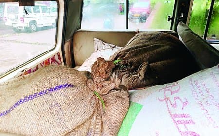 सतना कृषि मंडी में सुरक्षा व्यवस्था फेल: चोरों ने व्यापारी का 80 बोरी अनाज उड़ाया, चौकीदार और सुरक्षा एजेंसी नदारद