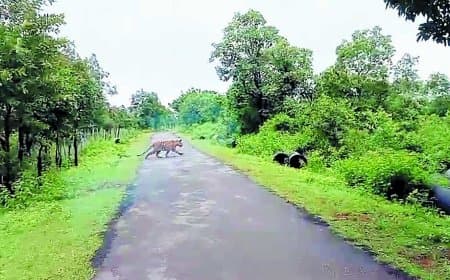 सरभंगा के जंगल में सड़क पर दिखे दो बाघ, वीडियो वायरल — 34 बाघों का बना मजबूत कुनबा, कंजर्वेशन रिजर्व बनने की प्रक्रिया तेज