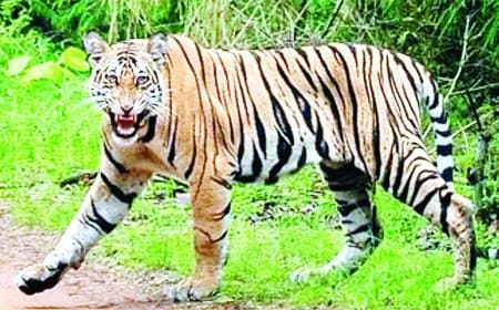 सतना के जंगलों में बाघों की धमक: 30 से अधिक बाघों की मौजूदगी के बीच क्यों बन रहे हैं इंटरनेशनल टाइगर डे जैसे आयोजन सिर्फ औपचारिकता?