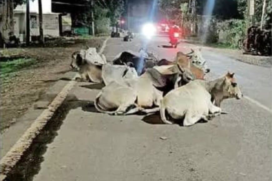 बीच सड़क पर बैठे मवेशियों से दुर्घटनाओं की आशंका