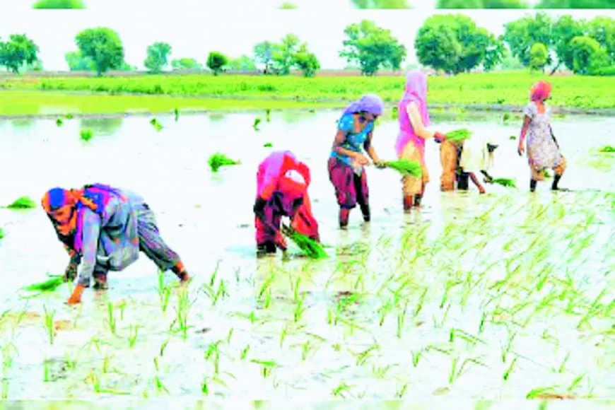 कोदौ व मक्का को मिलेगा प्रोत्साहन, धान का रकबा तय