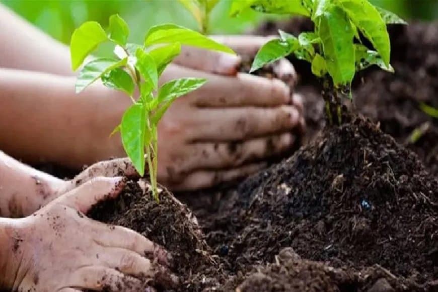 मध्यप्रदेश के 16 जिले...1000 एकड़ भूमि पर होगा पौधरोपण