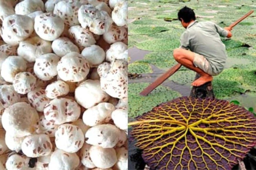 किसानों के आएंगे अच्छे दिन... मध्यप्रदेश में भी होगी मखाने की खेती