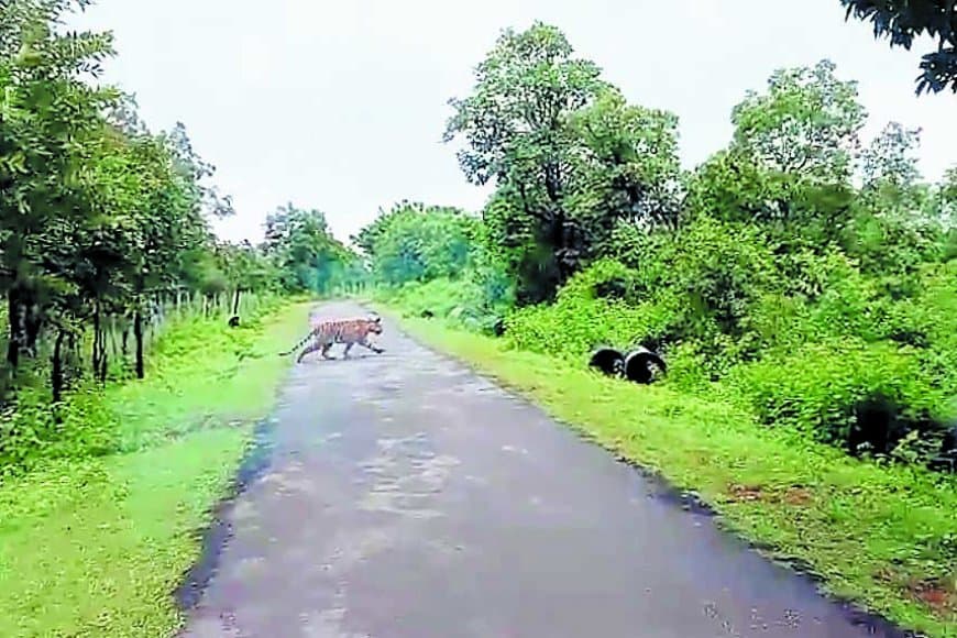 सरभंगा के जंगल में सड़क पर दिखे दो बाघ, वीडियो वायरल — 34 बाघों का बना मजबूत कुनबा, कंजर्वेशन रिजर्व बनने की प्रक्रिया तेज