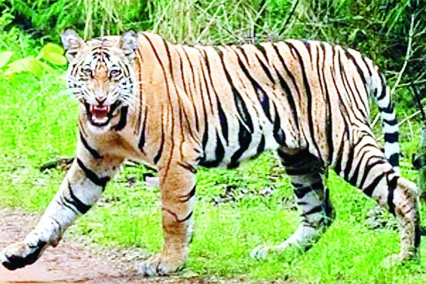 सतना के जंगलों में बाघों की धमक: 30 से अधिक बाघों की मौजूदगी के बीच क्यों बन रहे हैं इंटरनेशनल टाइगर डे जैसे आयोजन सिर्फ औपचारिकता?