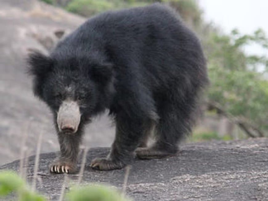 शहडोल: जैतपुर में किसान पर भालू का जानलेवा हमला, हालत गंभीर