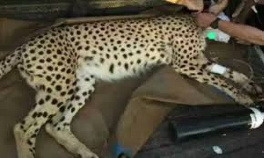 कूनो राष्ट्रीय उद्यान में नामीबियाई मादा चीता 'नाभा' की मौत, 'प्रोजेक्ट चीता' को लगा बड़ा झटका