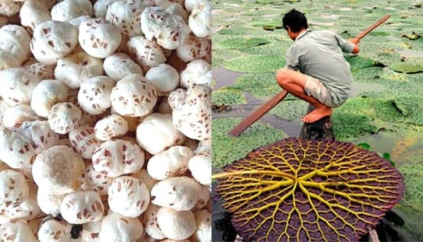 किसानों के आएंगे अच्छे दिन... मध्यप्रदेश में भी होगी मखाने की खेती