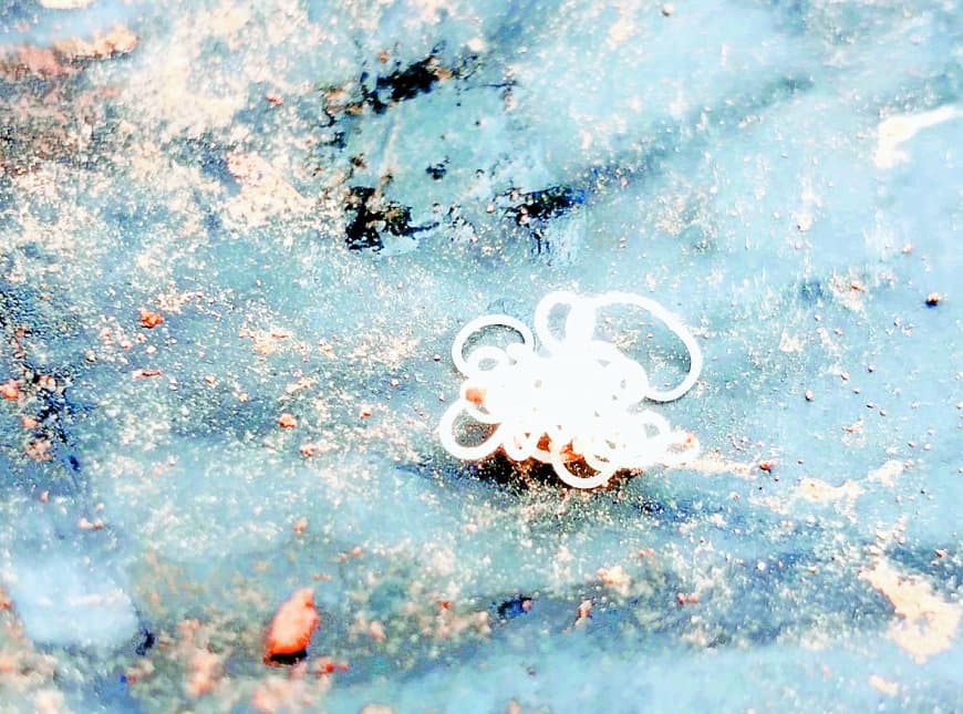 पन्ना के जंगलों में मिला हॉर्सहेयर वॉर्म, कीटों के शरीर से निकलता है यह रहस्यमय जीव | वैज्ञानिक दृष्टि से निरापद और जैव विविधता का संकेतक