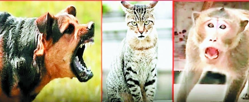 शहर से गांव तक जानवरों का आतंक: सतना-मैहर में जून में 1300 से ज़्यादा डॉग बाइट, बंदर-बिल्ली भी कर रहे हमला