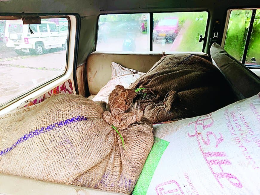 सतना कृषि मंडी में सुरक्षा व्यवस्था फेल: चोरों ने व्यापारी का 80 बोरी अनाज उड़ाया, चौकीदार और सुरक्षा एजेंसी नदारद