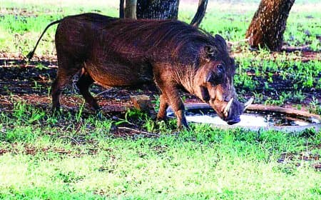 सतना के गांवों में जंगली सुअरों और नीलगायों का आतंक: फसलें चौपट, किसान लाचार, प्रशासन मूकदर्शक