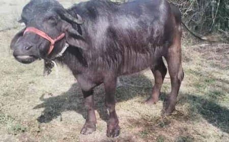 नर्मदापुरम से भैंस चोरी कर बेचने ले गया भोपाल:वापस आते समय पुलिस को देख भागा आरोपी