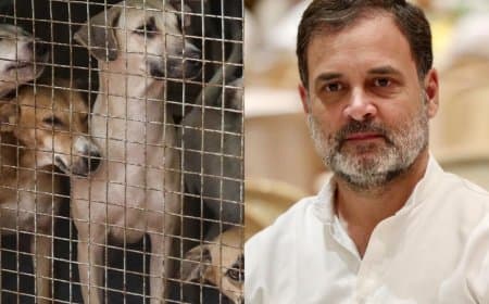 आवारा कुत्तों को हटाना...क्रूरता-अदूरदर्शी और करुणा से परे...