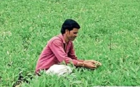 सोयाबीन फसल में पीला मोजेक और इल्ली का बढ़ा प्रकोप