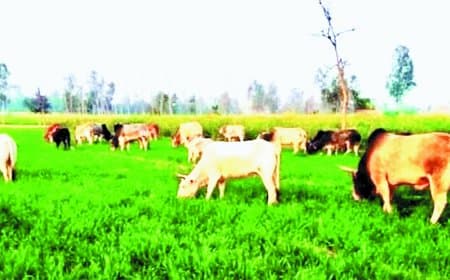 सीधी जिले में आवारा पशुओं का आतंक: दिन-रात फसलों की रखवाली करने को मजबूर किसान, खेती की लागत और बढ़ी, समस्या का समाधान नहीं