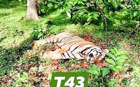 संजय टाइगर रिजर्व में बाघ T-43 की संदिग्ध मौत: लगातार हो रही बाघों की मौतों पर उठे सवाल, भ्रष्टाचार और शिकार की आशंका से घिरी वन विभाग की कार्यप्रणाली