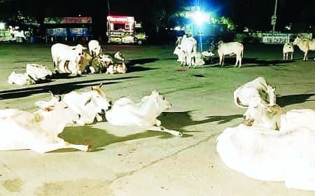 सीधी की सड़कों पर आवारा पशुओं का कब्ज़ा: गौशाला बनीं सड़कें, दुर्घटनाओं में बढ़ोतरी और बड़े गौ-अभ्यारण्य की उठी मांग