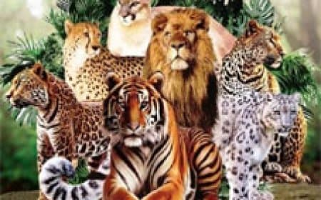 अंतरराष्ट्रीय बिग कैट अलायंस में शामिल हुआ नेपाल