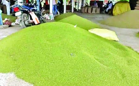 सतना-मैहर में लक्ष्य से अधिक खरीदी गई मूंग पर फंसा भुगतान: आधा सैकड़ा किसानों के 56 लाख अटके, प्रदेशभर में 1.38 लाख किसान 3398 करोड़ के इंतज़ार में