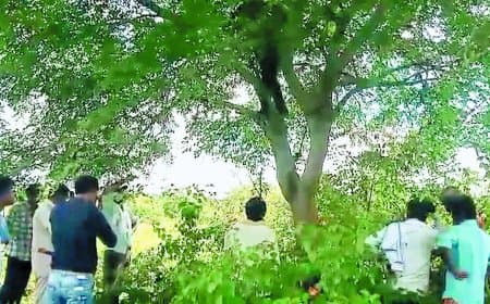 अमानगंज के जंगल में मिला अज्ञात नरकंकाल – लाल गमछे के फंदे से सनसनी, ग्रामीणों में दहशत और लापता युवक से जोड़कर कयास