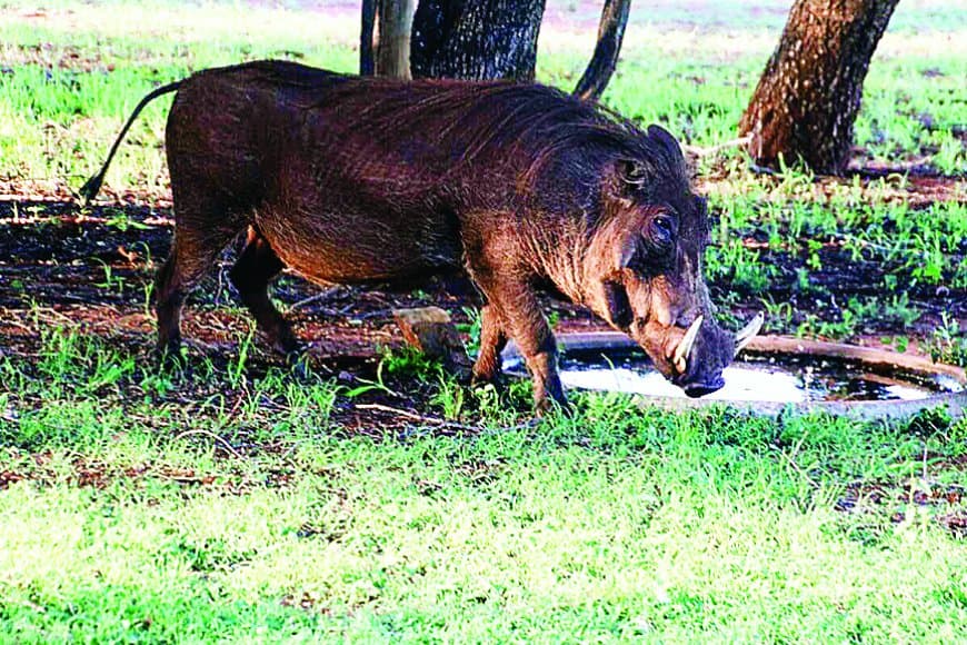 सतना के गांवों में जंगली सुअरों और नीलगायों का आतंक: फसलें चौपट, किसान लाचार, प्रशासन मूकदर्शक