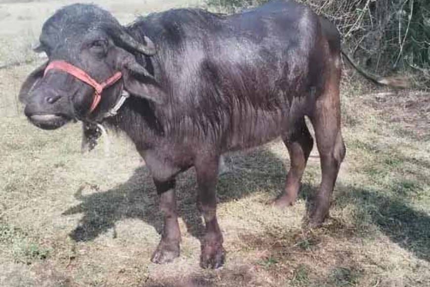 नर्मदापुरम से भैंस चोरी कर बेचने ले गया भोपाल:वापस आते समय पुलिस को देख भागा आरोपी