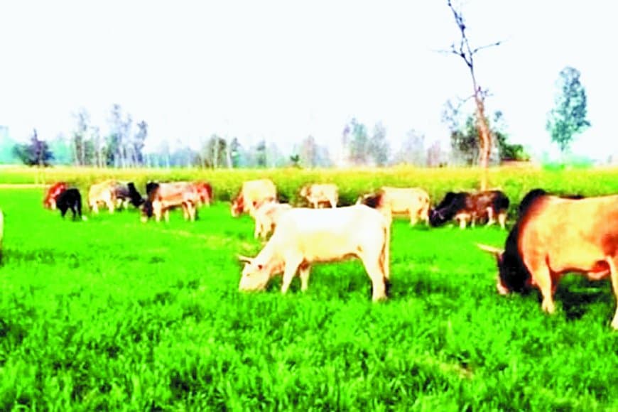 सीधी जिले में आवारा पशुओं का आतंक: दिन-रात फसलों की रखवाली करने को मजबूर किसान, खेती की लागत और बढ़ी, समस्या का समाधान नहीं