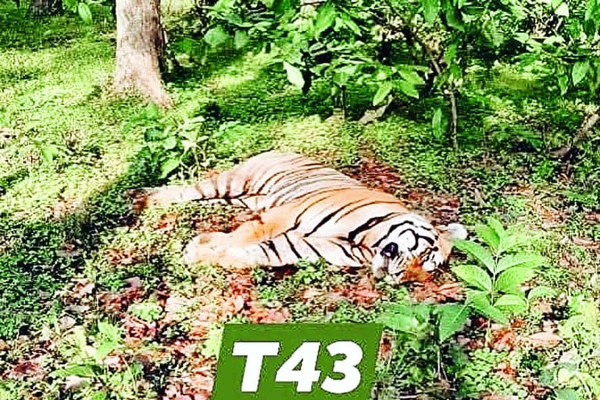 संजय टाइगर रिजर्व में बाघ T-43 की संदिग्ध मौत: लगातार हो रही बाघों की मौतों पर उठे सवाल, भ्रष्टाचार और शिकार की आशंका से घिरी वन विभाग की कार्यप्रणाली