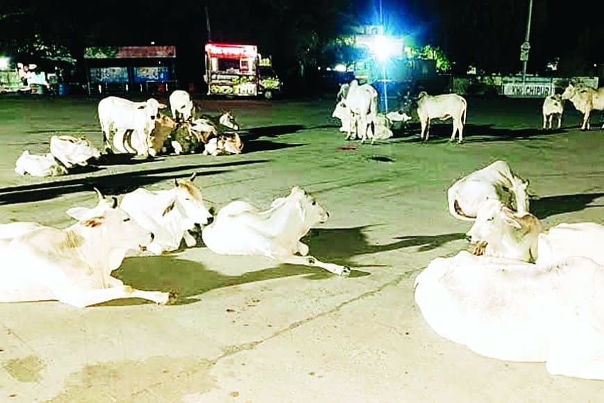 सीधी की सड़कों पर आवारा पशुओं का कब्ज़ा: गौशाला बनीं सड़कें, दुर्घटनाओं में बढ़ोतरी और बड़े गौ-अभ्यारण्य की उठी मांग