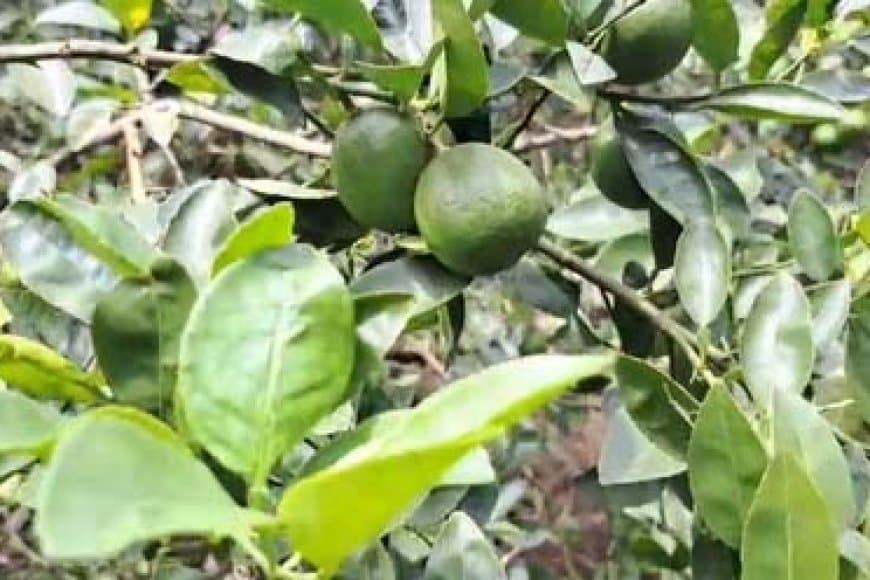ओडिशा के अंगुल के नींबू का अमेरिका को निर्यात शुरू, किसानों को होगा तगड़ा मुनाफा 