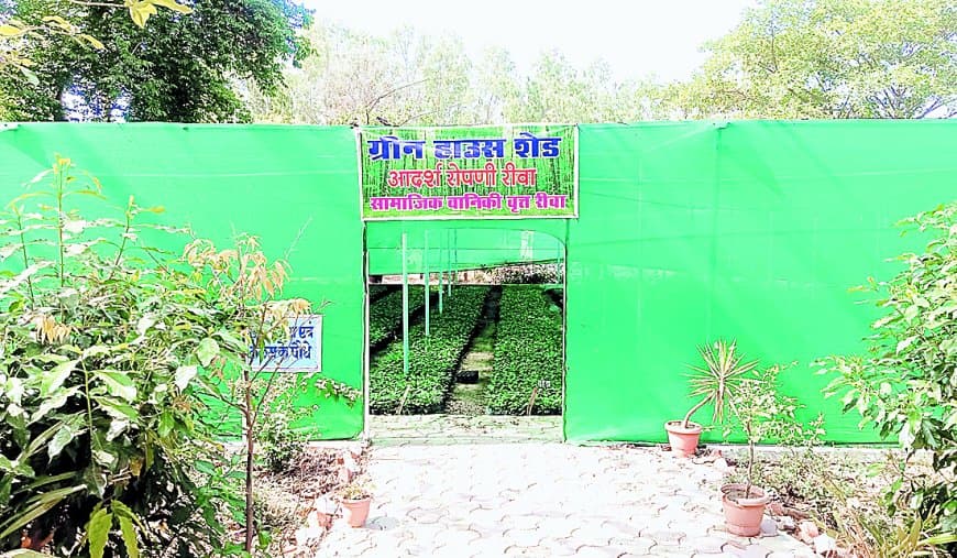 96 लाख पौधों की डिमांड, 87 लाख का उठाव — फिर भी घने क्यों नहीं हो रहे जंगल?