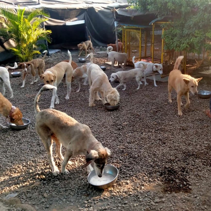 सुप्रीम आदेश... नसबंदी के बाद आवारा कुत्तों को छोड़ो