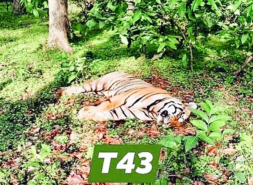 संजय टाइगर रिजर्व में बाघ T-43 की संदिग्ध मौत: लगातार हो रही बाघों की मौतों पर उठे सवाल, भ्रष्टाचार और शिकार की आशंका से घिरी वन विभाग की कार्यप्रणाली