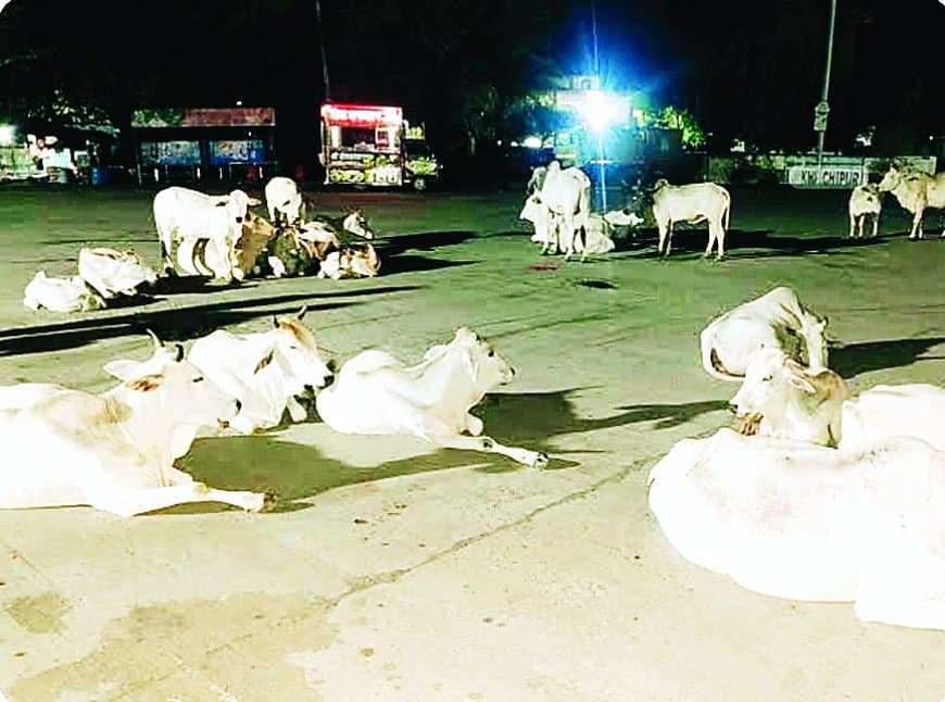 सीधी की सड़कों पर आवारा पशुओं का कब्ज़ा: गौशाला बनीं सड़कें, दुर्घटनाओं में बढ़ोतरी और बड़े गौ-अभ्यारण्य की उठी मांग